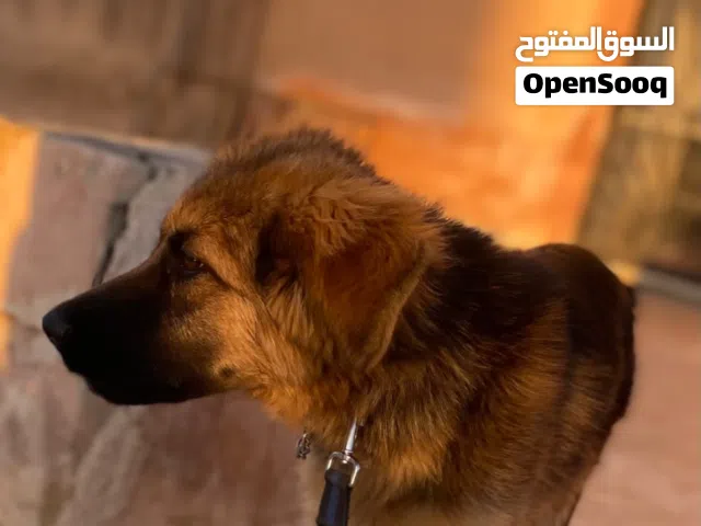 جيرمن شبرد