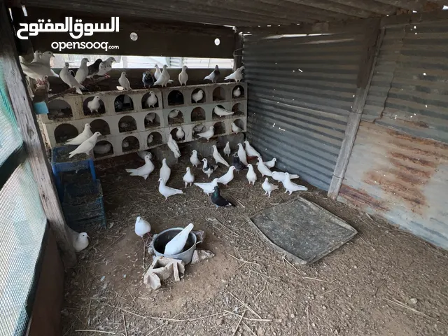 حمام مكس لاحم جامبو و زاجل و باكستاني