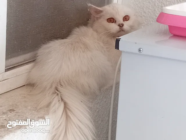 سنور للبيع بدون اسم ولا عمر ولا جواز مجهول
