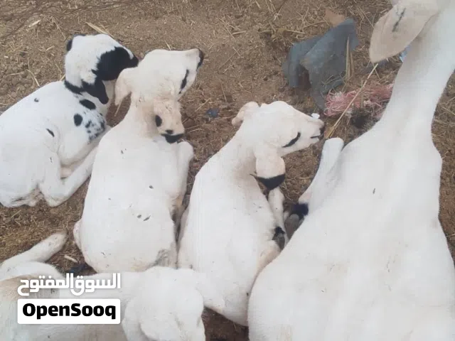 بيع قطعان غنم في سبها 6رئوس 3نعاح و ضناهن