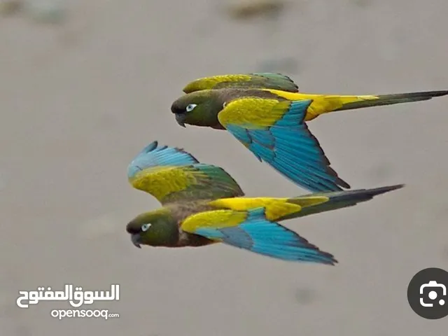 مطلوب مطلوب مطلوب ببغاء دره اليف ويفضل يكون متكام