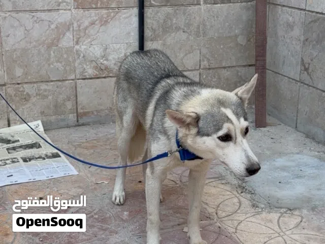 كلب هاسكي اليف للبيع