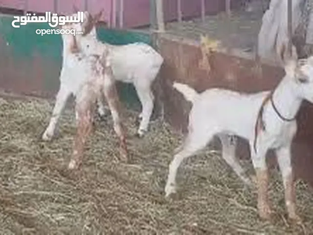 حلال المعولي