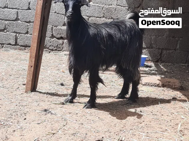 غنام عمانيات مطعومات سح  وخبز وسبوس وقت وبازري وغيره سمينات