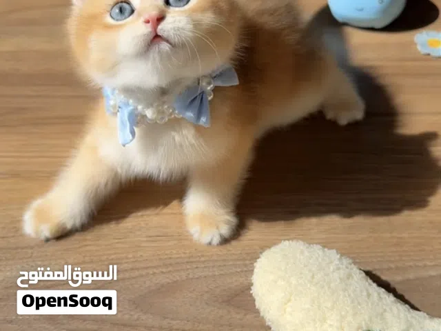 برتش شورت هير بلوقولدن ay12