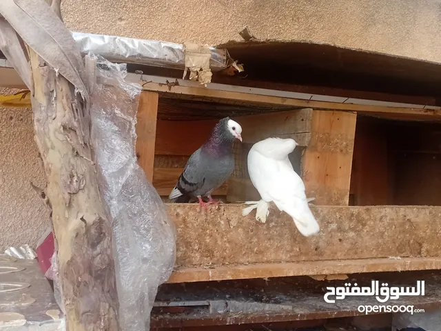 انثي قولد فرادي مصوقرة