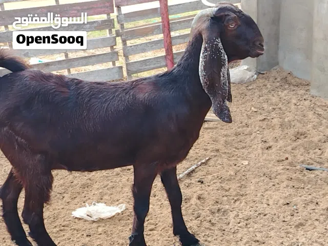 اعناق مبدلتش هجين ع البكستاني عشرا ربي يبارك مكانها صبراتة يوجد توصيل حسب المكان سعر البيع 1650