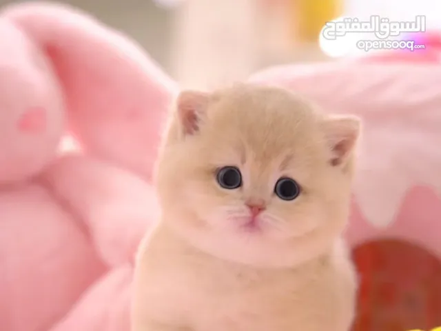 Adorable Male and Female British ShortHair Kittens Ready For Adoption