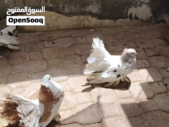 شمسي امريكي