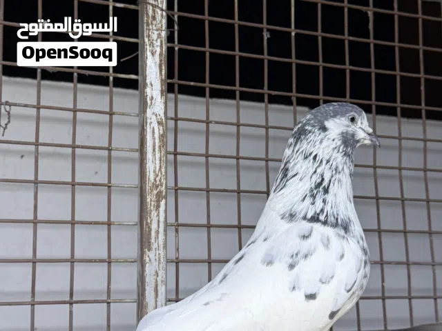حمام باكستاني للبيع