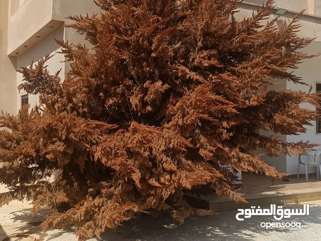 مبنى تجاري استثماري جاهز للبيع تاجوراء القمودي لاي استفسار الاتصال