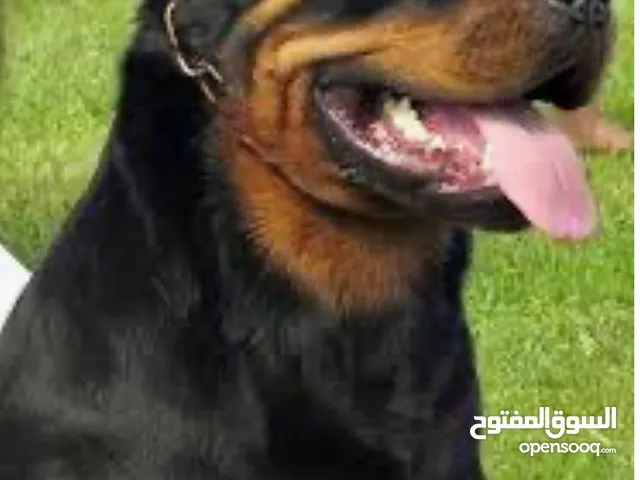 Rott weiler for sale 11 month in