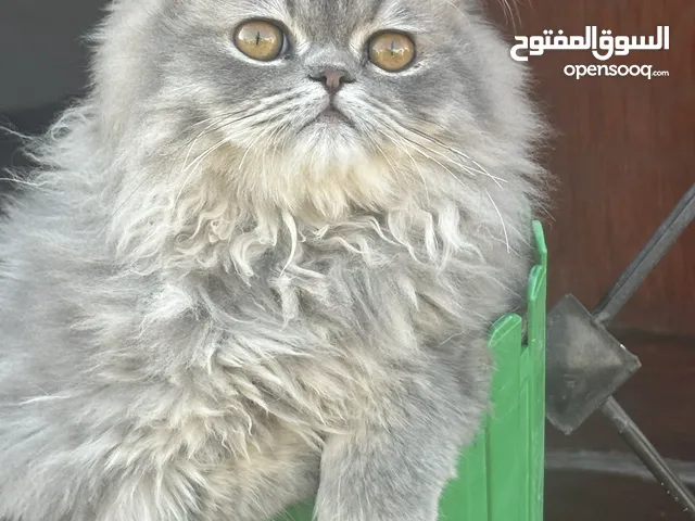 ذكر جاهز 4شهور مكس بيرجن إكزوتيك