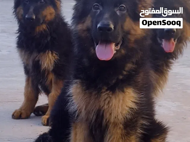 جرو دكر جيرمن شيبرد شو لين