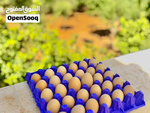 متوفر بيض بلدي عضوي للبيع
