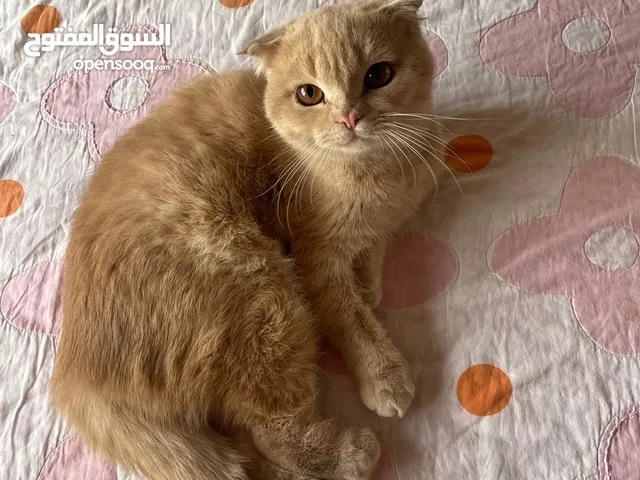 قطط للبيع بيتوتيات