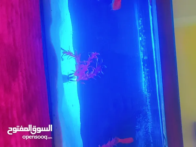 سلام عليكم ورحمة الله وبركاته الرجاء قرائة الإعلان جيدا