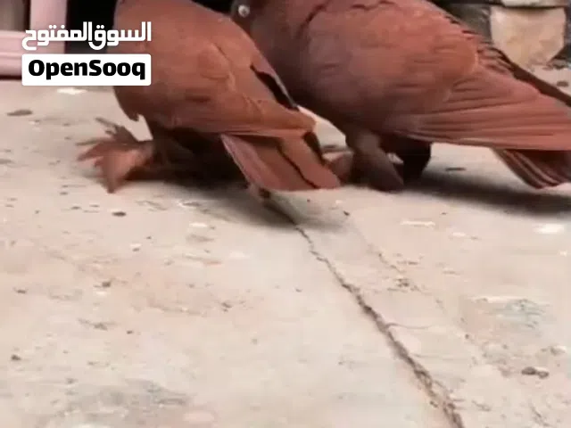 حمام الرغائب