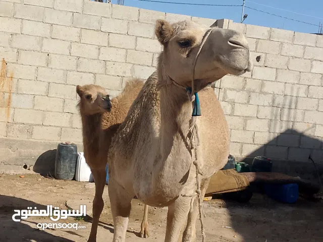 ناقة أم ثالث معها قعود هادية