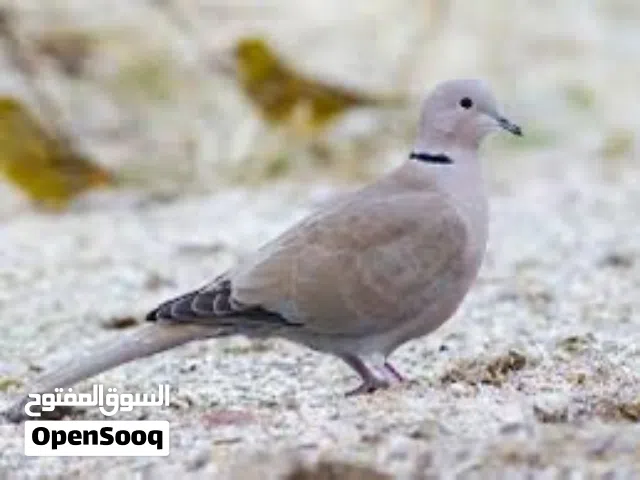 حمام عفاد للبيع