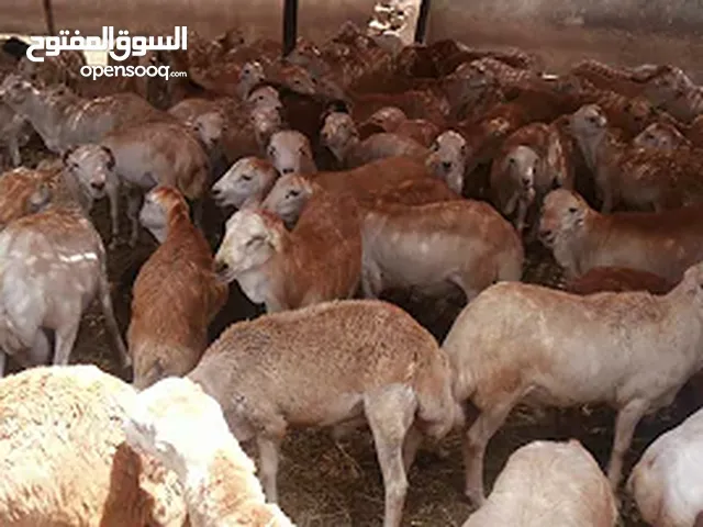خرفان صومالي جوده عاليه