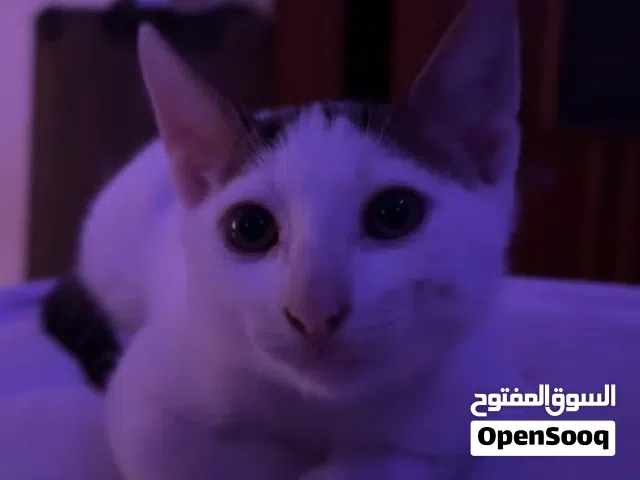 قطه للبيع مع جميع اغراضها