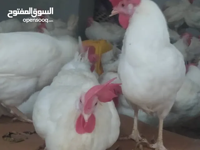 دجاج الليجهورن البياض