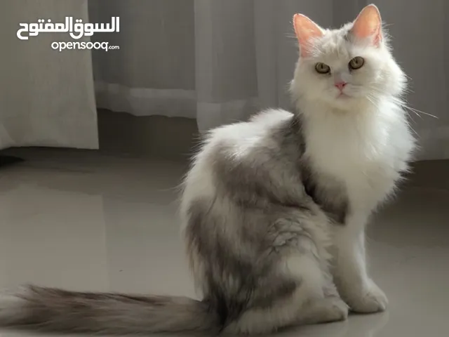 للبيع قطه شيرازيه مع اولادها 2