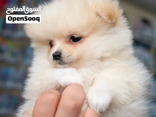 بوميــرنيان صغـــير بــس شــخصيته كـــبيرة!   بوميرنيان فخم بحجم كف اليد تقريبا  يعشق التصوير والس