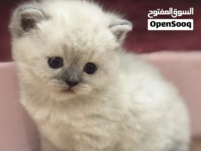 شيرازي ماين كوون صغار شهر 899 درهم