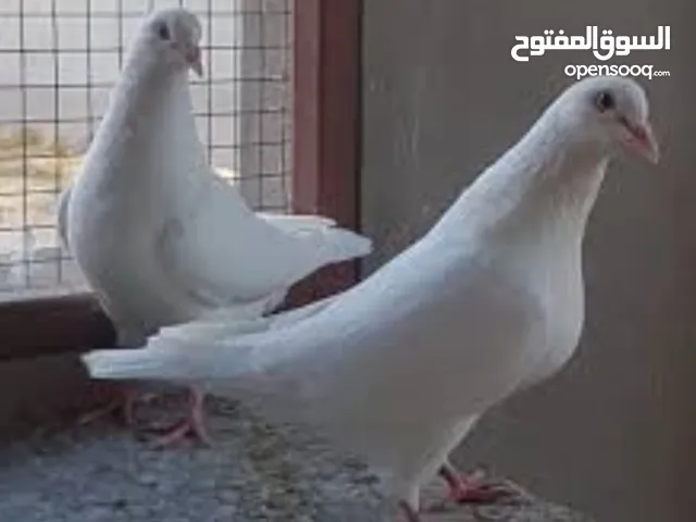 حمام لاحم سوبر جامبو الحجم الكبير البيور