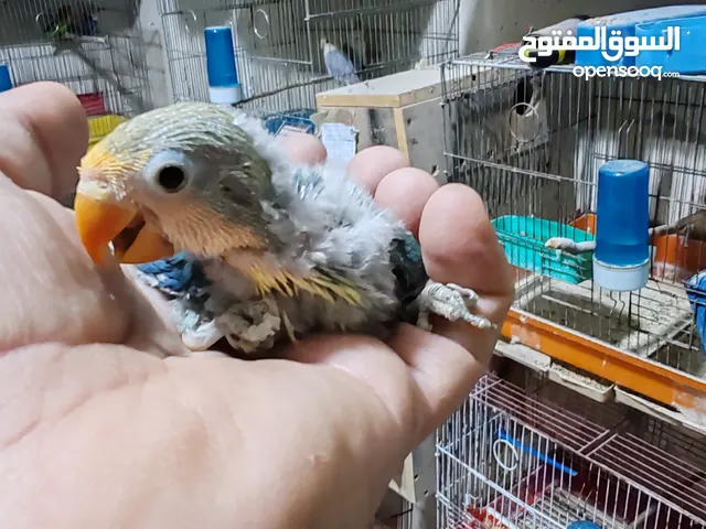 فراخ روز للزق اليدوي وفراخ فيشر للزق اليدوي القراخ تحت اهلها الوان حلوة