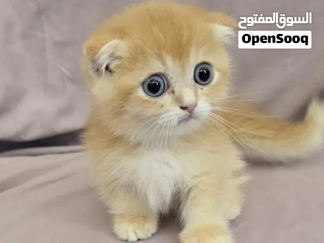 manchicken مستوي جميل للكيان الاقزام