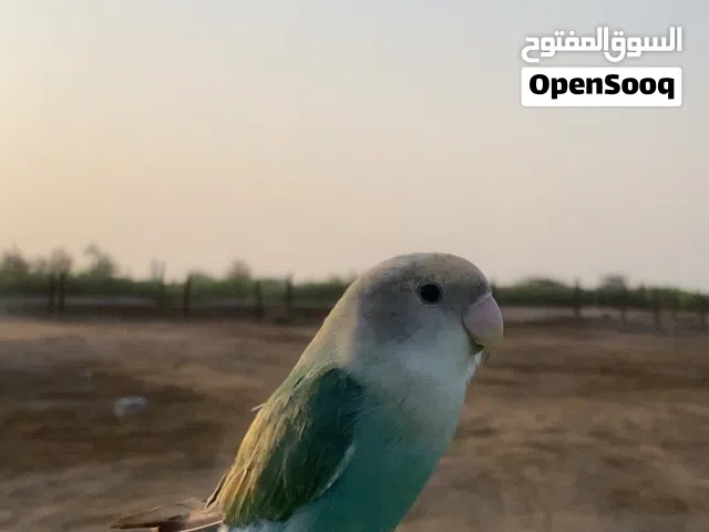 اللبيع طيور روز
