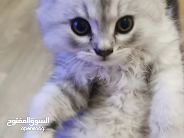 قط صغير للبيع