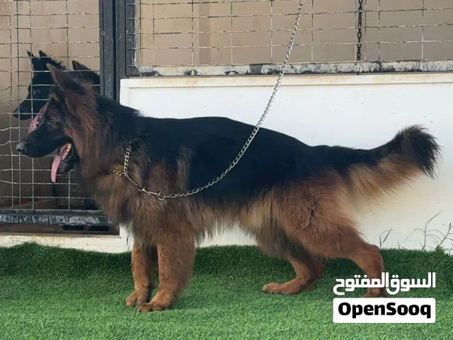 دكر جيرمين شيبرد كيف واصل من تونس