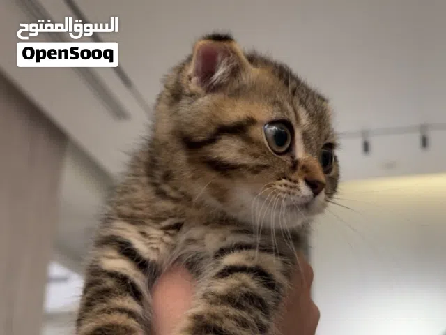 سكوتش فولد تابي صغيرة مع كل أغراضها وجواز