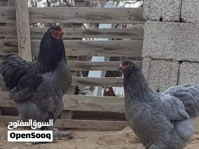 دجاج البراهما العملاق