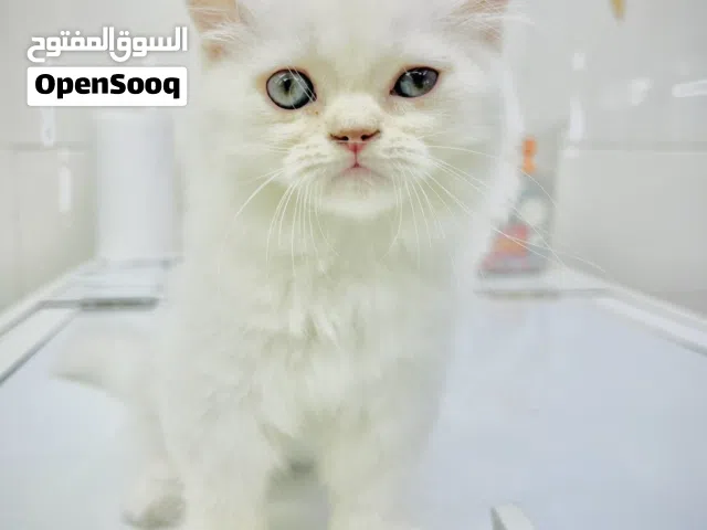 persian 2 months
