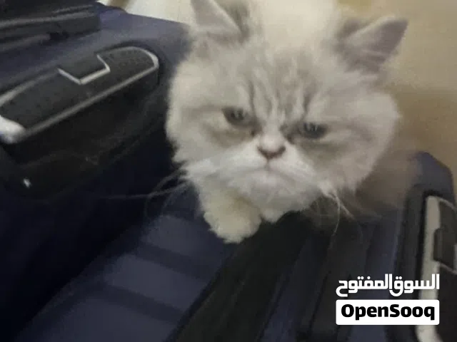 قطه التزاوج