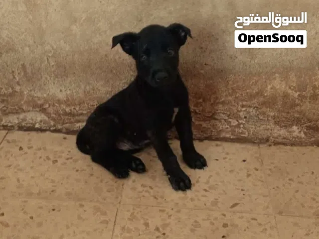 جرو مالينو بلجم ذكر لون اسود للبيع