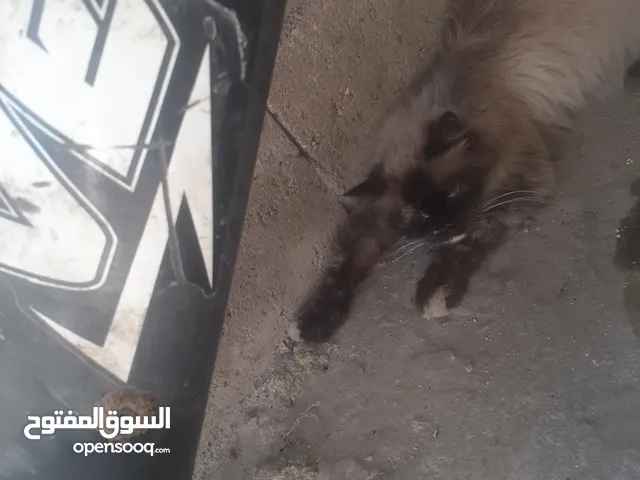 أنثى هيمو أنثى هيمو