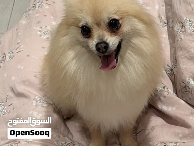 بوميرينيان ذهبي Pomeranian