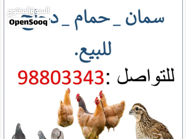 طيور وقطط للبيع ودجاج وسمان