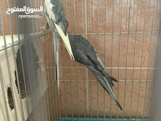 زوجين كروان للانتاج
