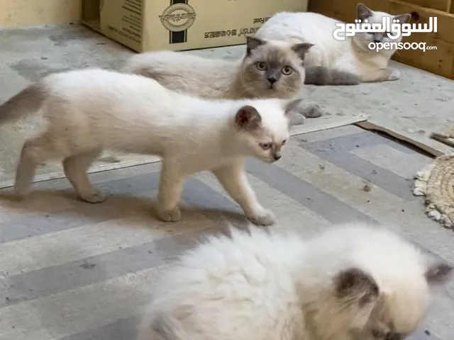 قطط سكوتش فولد للتبني