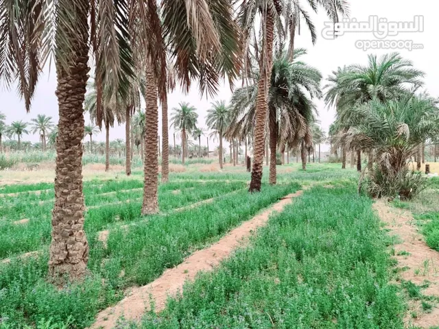 بستان للبيع في شط العرب الفيرىزيه ويتحول بالاسم