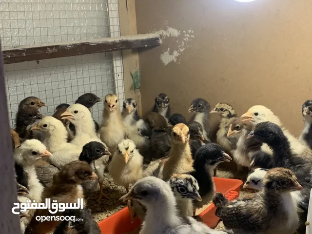 صيصان عربي قديم