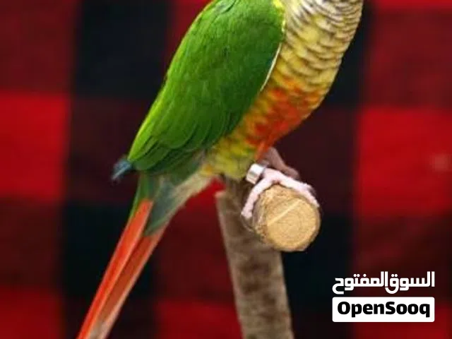 مطلوب انثى كنيور