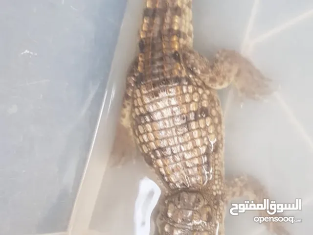 تمساح للبيعCrocodile for sale